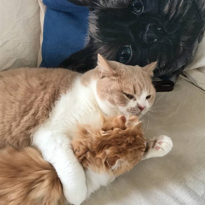 0da0cf4e 7f4d 496c 90b3 309acc705d76 1519270099037