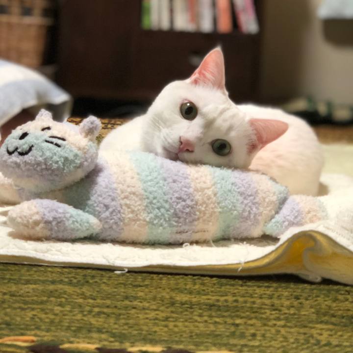 0da17e8b f7d8 43aa a13c 5244ec672c5d 1526365584641