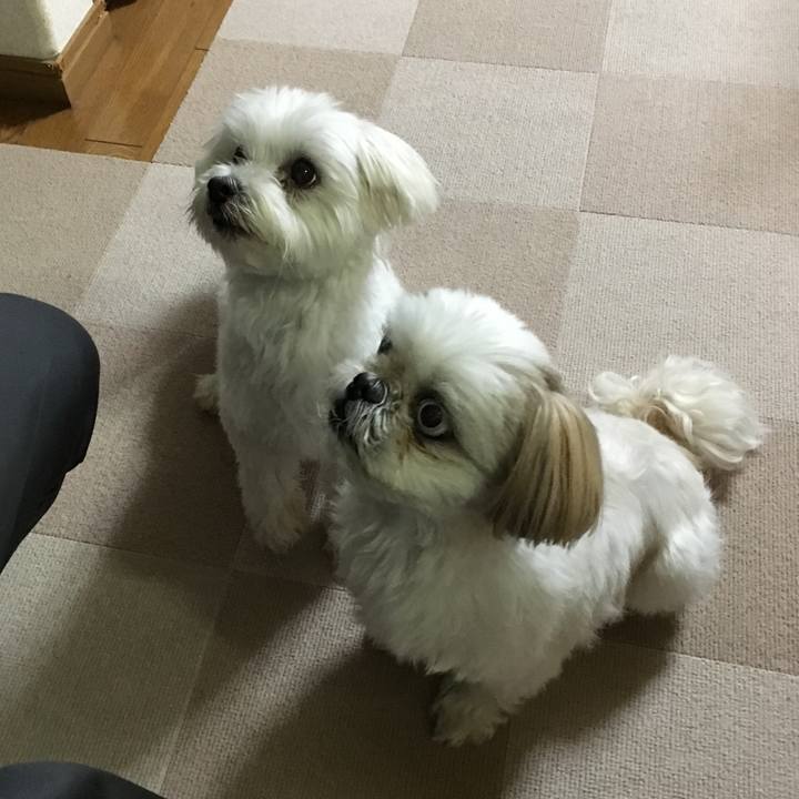 0da40b2c 1f06 4f39 a270 a6461a28dd5e 1557056090298