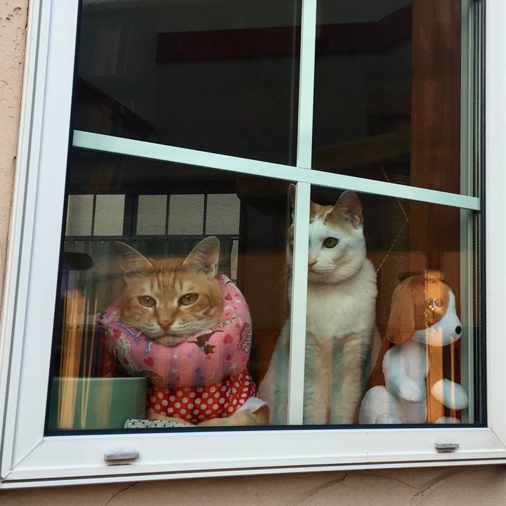 0da4acd2 2b5b 4209 afef 3079cec04430 1527918377712