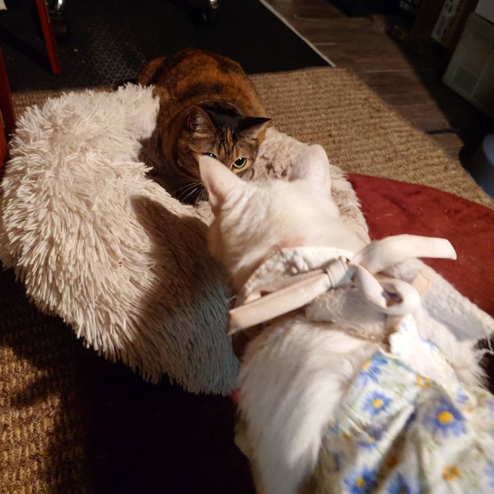 0da76296 c15e 4b9b 8121 0d121dab94e6 1764253644554