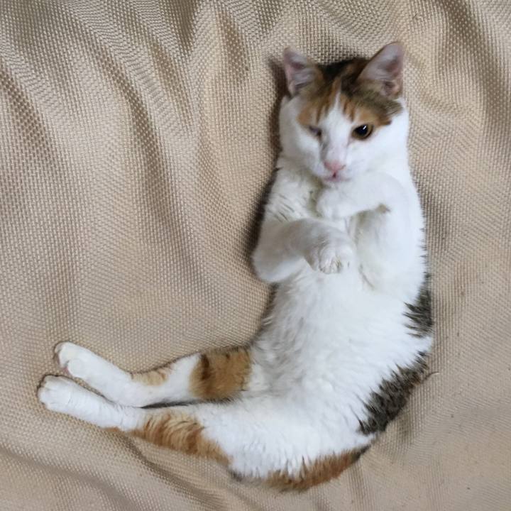 0da7c894 1838 4b70 a207 9c33dc2e4451 1507887508533