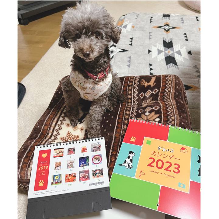 0da99a95 6ec7 41b9 87b0 90db993991ba 1668678372934