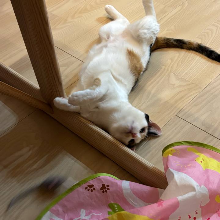 0daa4667 9f0c 4775 86bc 48f2f94e255a 1770899518025