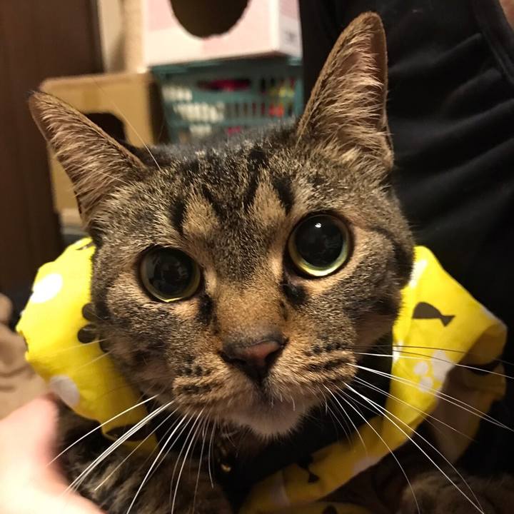 0dac1fdf 8c7c 465b b321 e9d7de7cd41f 1538994623085