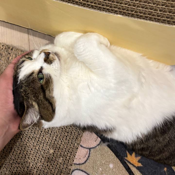 0dac25c4 8b40 4ecf a1eb cac3fab3293a 1776075668392