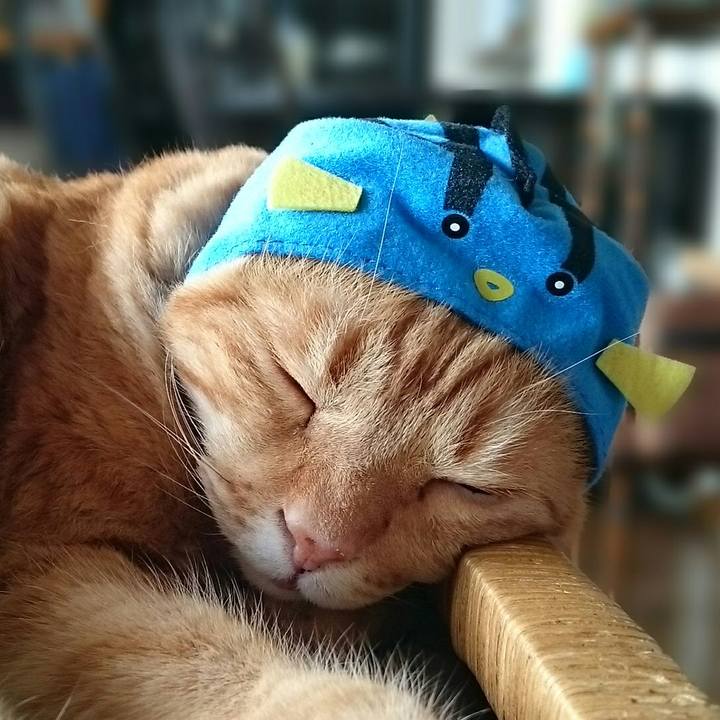 0daf13ac 8ac3 4b53 be71 eda8569c78bd 1526513551679