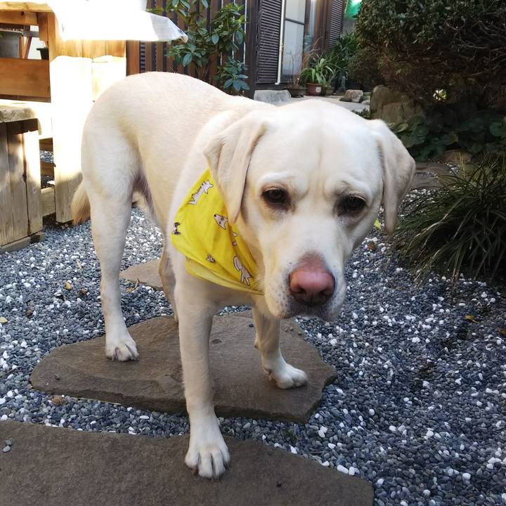 0daf9fb3 3b1f 45ab 881e 4c2417cbdad0 1544843316728