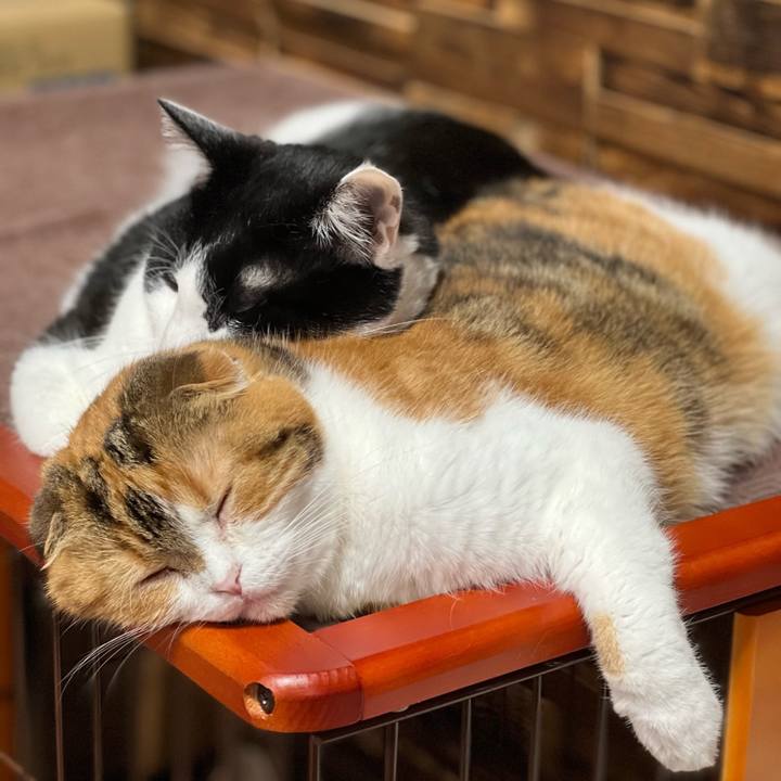 0db0ceae 8871 4363 9b24 d2d22ebbae9b 1652430089884