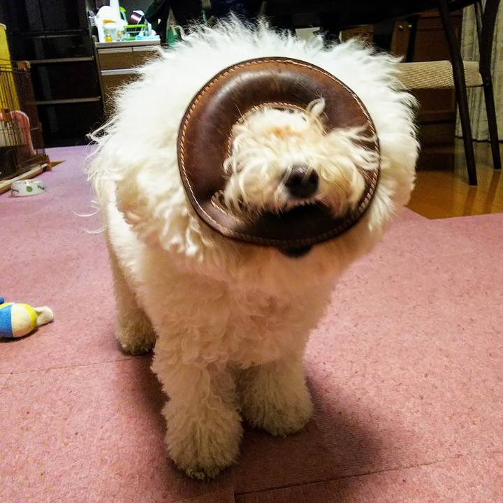 0db15be2 f7d0 4432 869a 98bc7e4af810 1545226057532