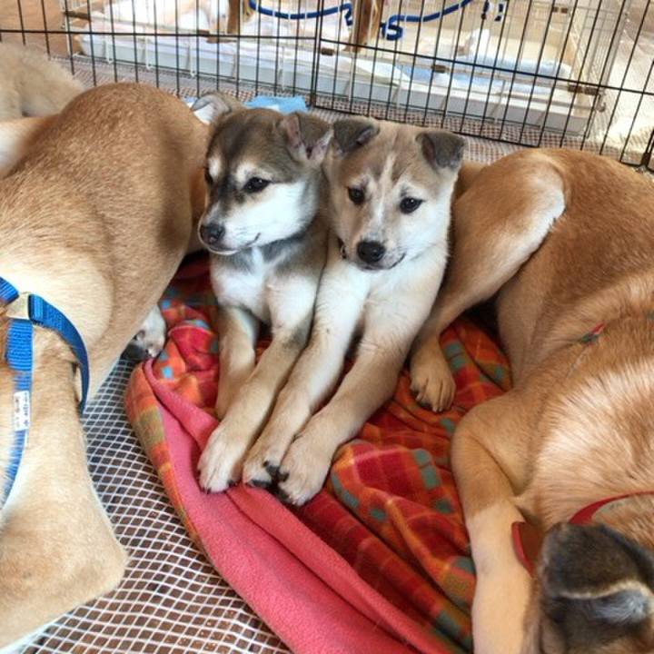 0db77e5c c22a 4ffa bb73 234f0b9e5bf0 1516522611546