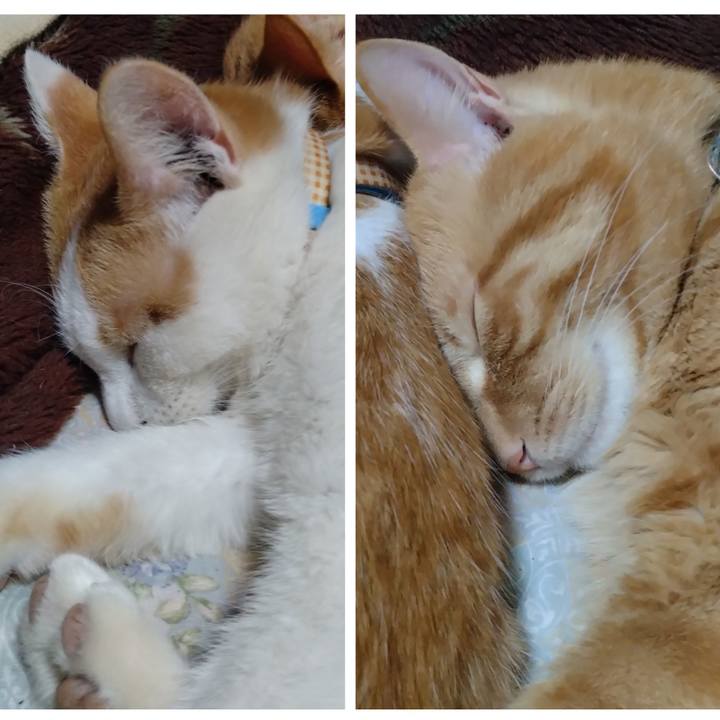 0db7a8a1 1ef9 4b93 86ab 63f5d4c7453c 1739189725003