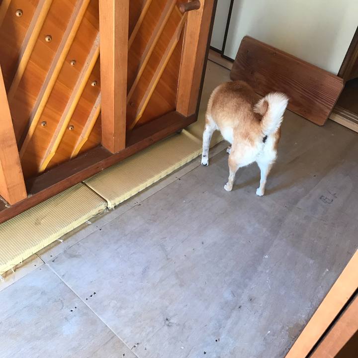 0db993e8 d437 4eb9 a190 53e4324e35a7 1513045450816