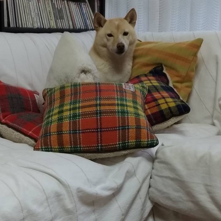 0dbf0425 d92a 4be5 bb95 d1a45f3aaae7 1606907785733