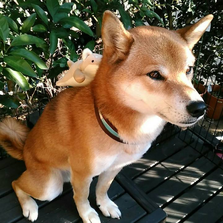 0dbf2122 a94a 44bb b0fc 899a7a814326 1542778793417