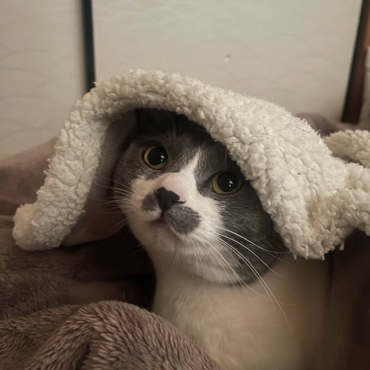 0dc002df e0fd 4047 988f c50bc56c6bbb 1706919249558