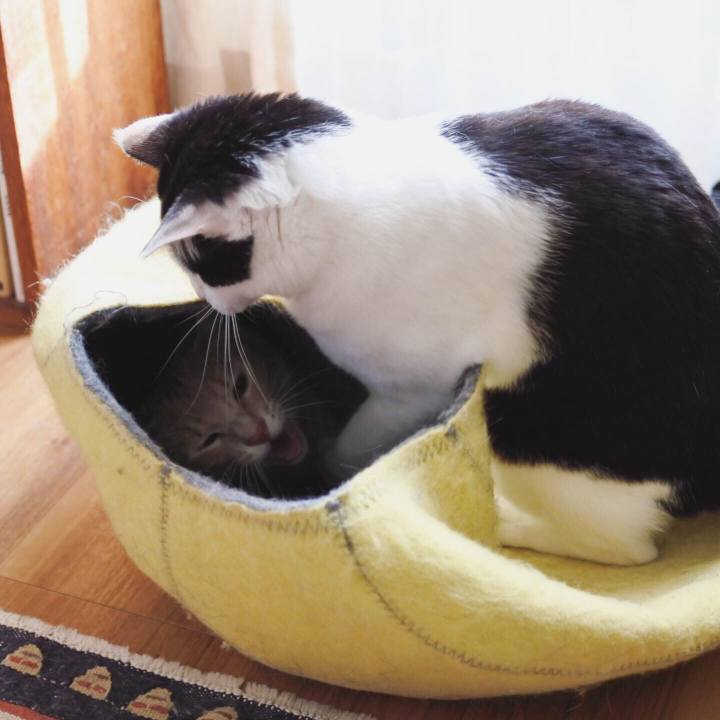 0dc0533b c5c9 47a3 9577 47c9251cc272 1558958966455