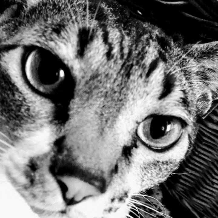 0dc4a094 0074 4582 ac99 389ec1f50cf0 1512778264179