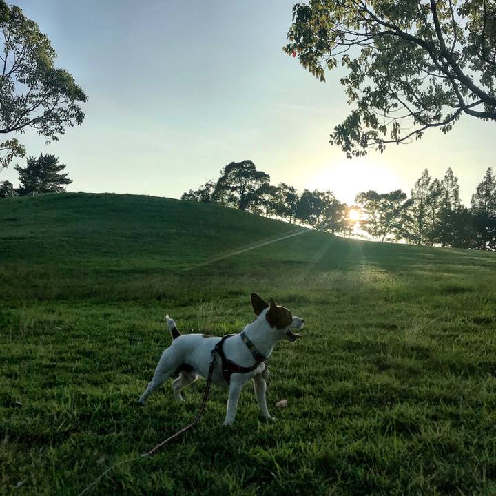 0dc7e33c c7cb 4d55 bca2 db5d7170f2be 1530452814298