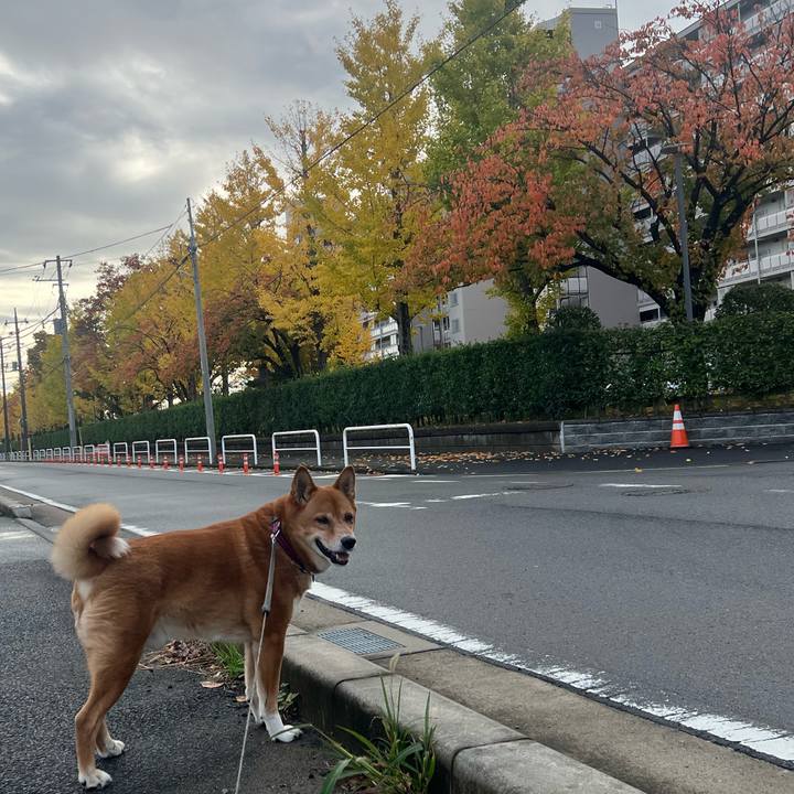 0dc81192 3bbf 4c20 ae13 c9ddc2250611 1731805803570