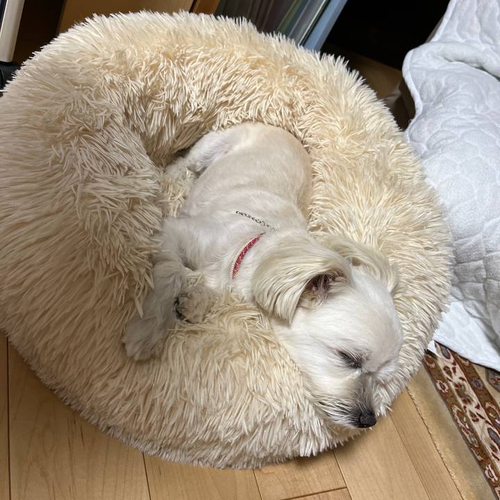 0dc93919 df8d 484d b17e f217ed533f16 1659358023831