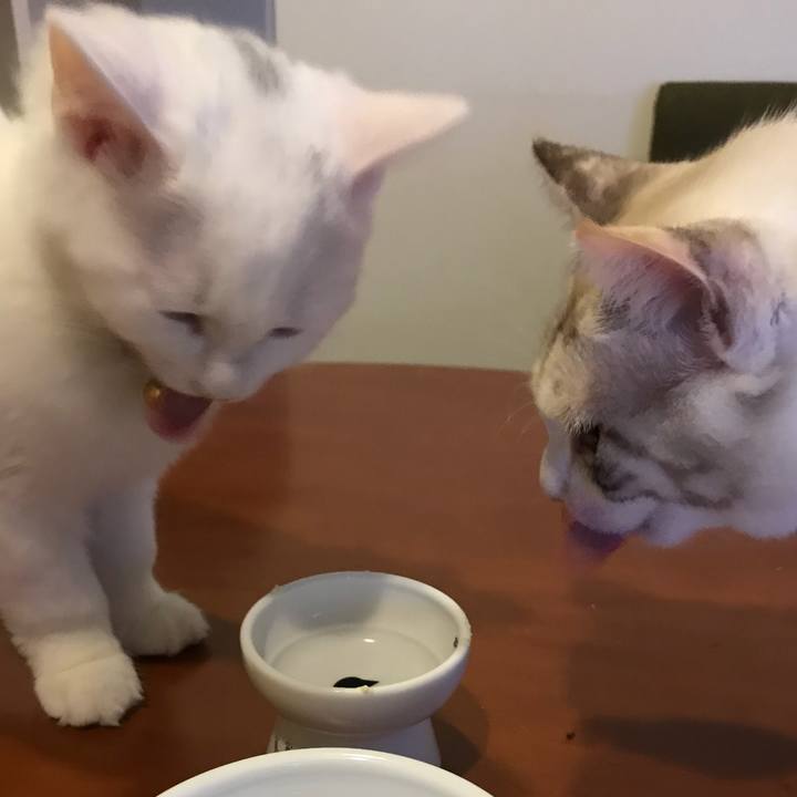 0dce71bf 17ae 4ad6 a7f9 3bc62fe58d8b 1509271084730