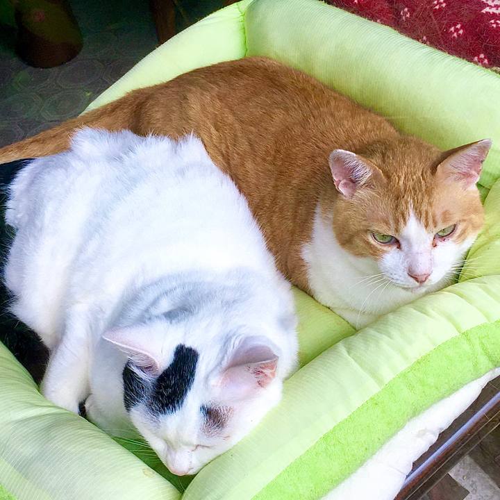 0dcec7fa 0bed 4df9 a186 e4cb2c7a14f8 1596406079277