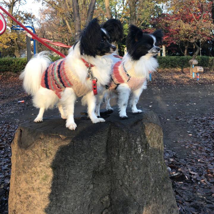 0dcf4c39 ecdc 4688 b1b6 4e66c49a2cf8 1512428980675