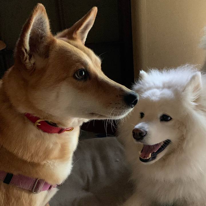 0dcf77a9 14b6 40af 98b8 578dc5c3bed2 1619686629601