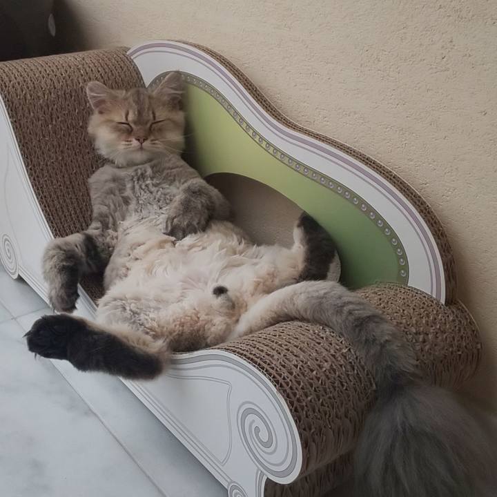 0dd0a2c5 daa3 4838 acb4 4d4d444ac6a4 1566286656827