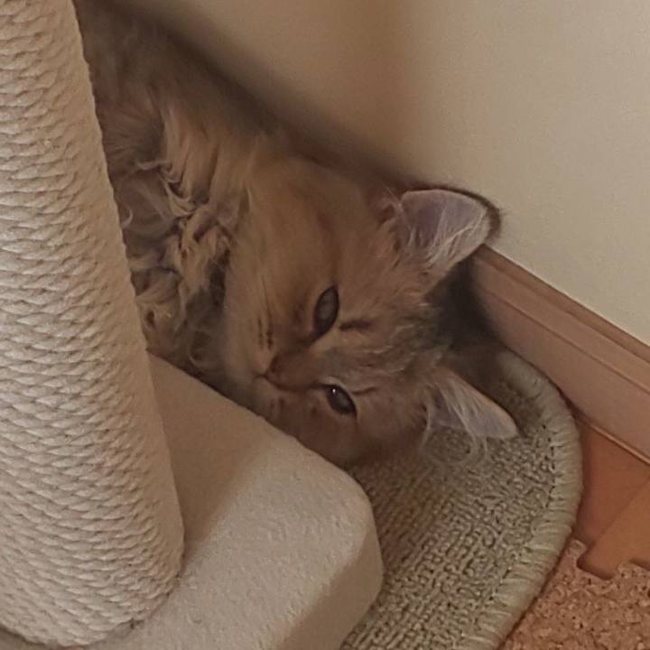 0dd21a5a d9f0 44cf b47d 376584e361a1 1557983868377