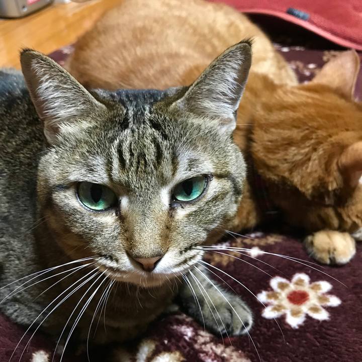 0dd3f097 55e6 4c3a 98e9 ad49539c55f3 1541419164904