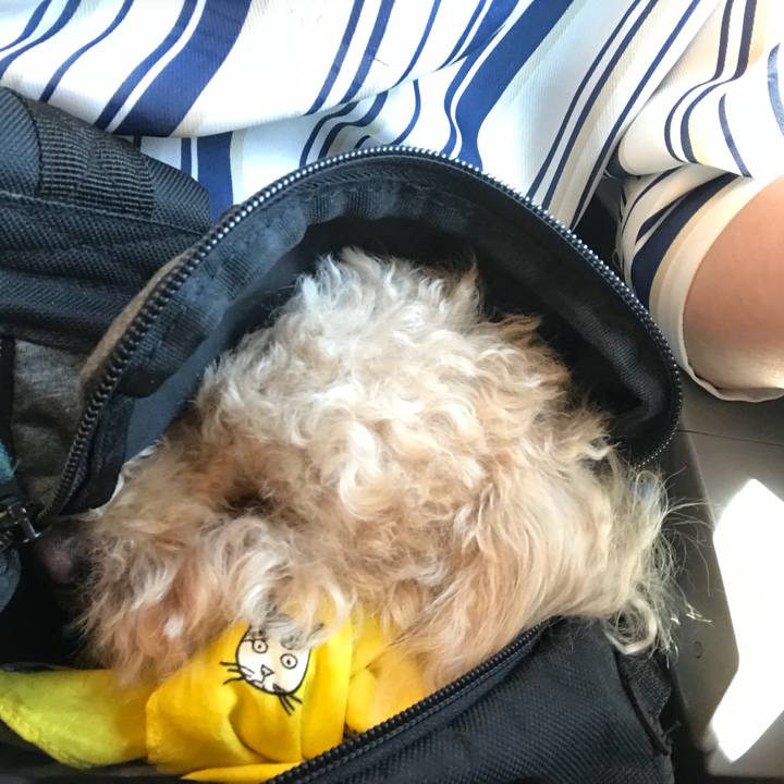 0dd57c95 99c6 49e1 9c65 a4580c31f969 1526961623113