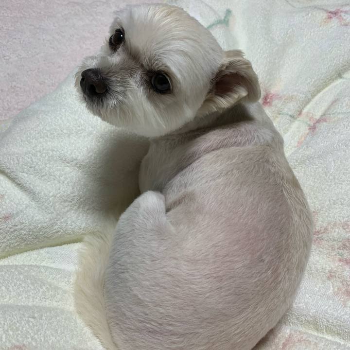 0dd7c1ef b337 4886 bdcc c62a82703969 1620906815884