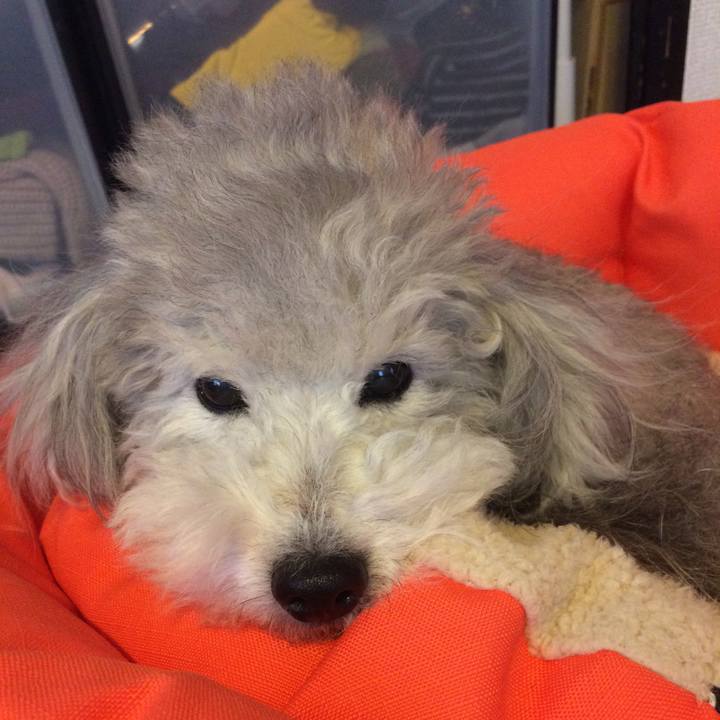 0ddae306 1258 4dde 9c04 92525aab7f14 1511307535337