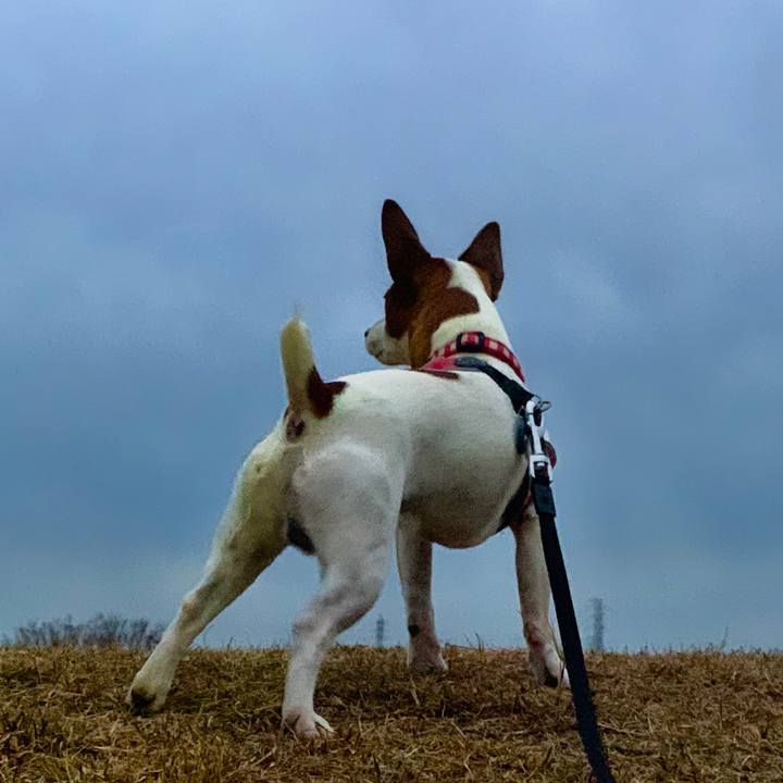 0ddb1cb4 1024 45e4 993d ba118fb393f1 1544968362876