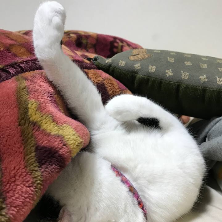 0ddd13cd df7e 4605 b54e ffda0d0f2a6f 1541244400977