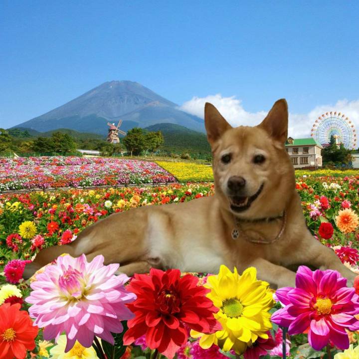 0dde3581 6037 4455 9977 29389018e392 1524552964524