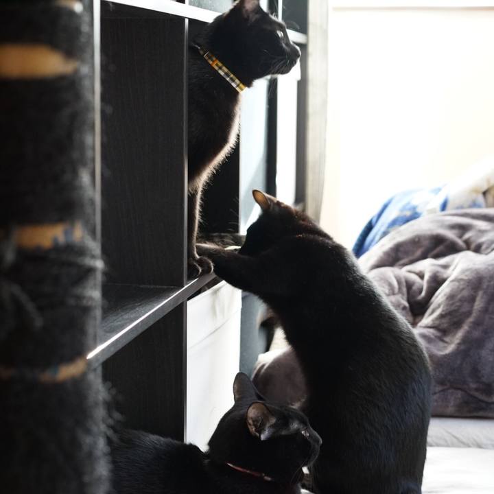 0dde84b9 cd10 4dee 8403 59701913cefd 1548554825452