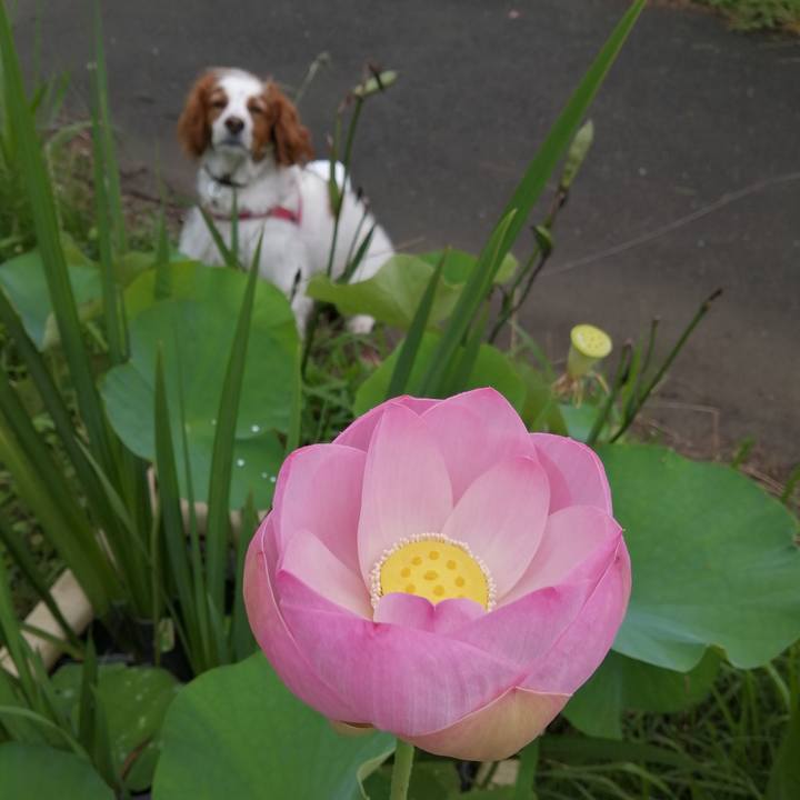 0ddee86a 8130 47da a46a cca96733bd73 1593991210758