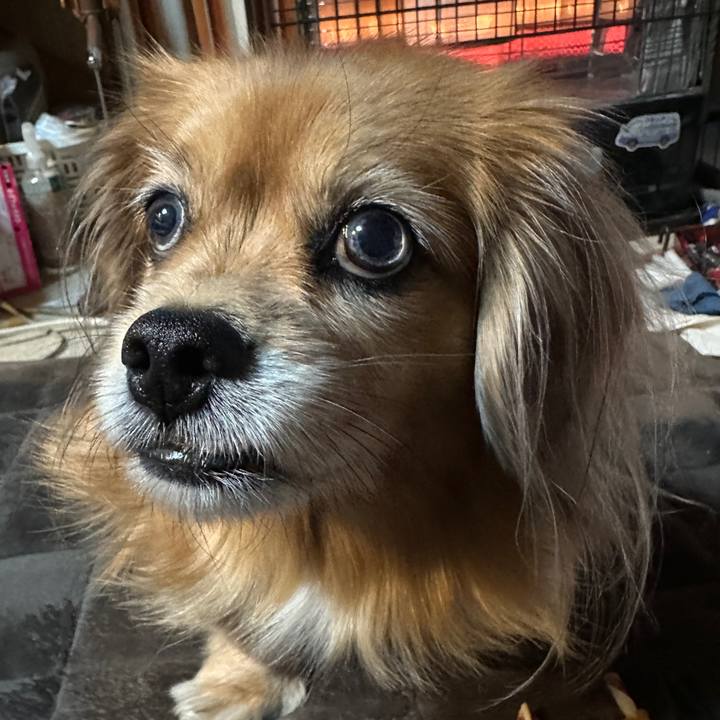 0de0e4c7 dfb2 446e b39e c0750a8fee46 1733865632471