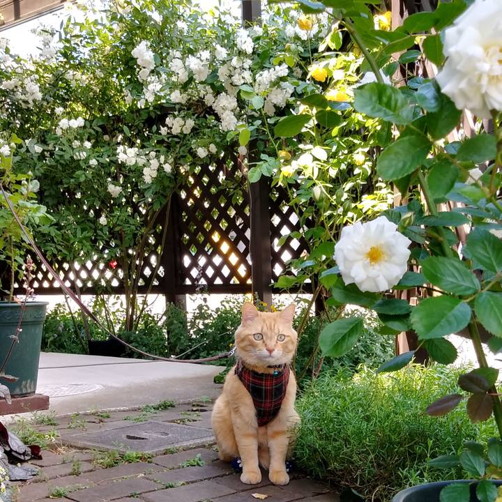 0de0ee92 5559 4996 9268 8e1e9a90a0ea 1590722285708