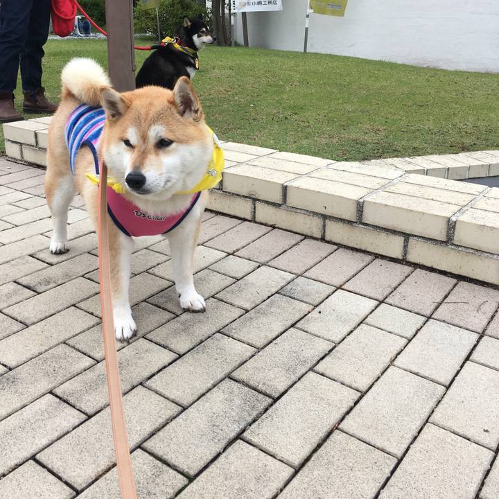 0de6b884 5808 4f53 b095 9fa5e4206ffb 1560081754307