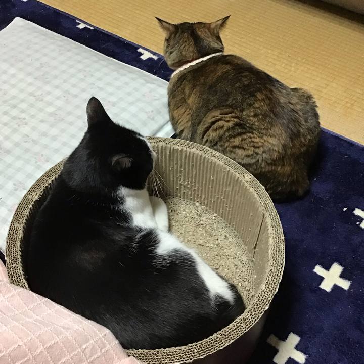 0de7f025 4af1 4b19 a3e8 a496ad16cb69 1711537220501