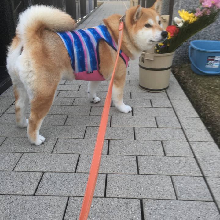 0dea8794 1610 4edb b351 7e90f0e4a622 1545204441007