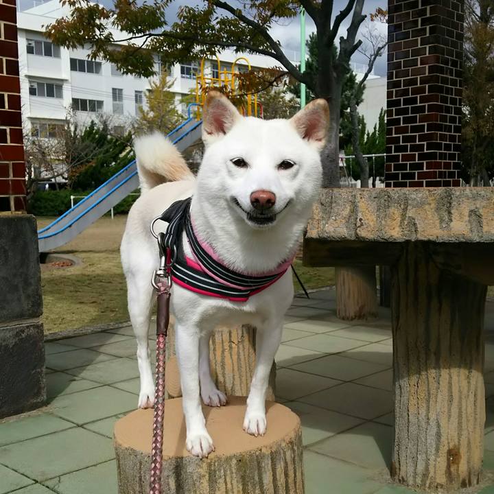 0dea8be3 4e2f 4f8f bbfe 49b30c72995f 1541129084656