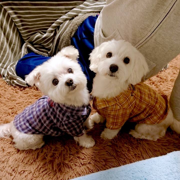 0deb7bf1 93d0 40d1 a749 416ea432f7b3 1543442265119