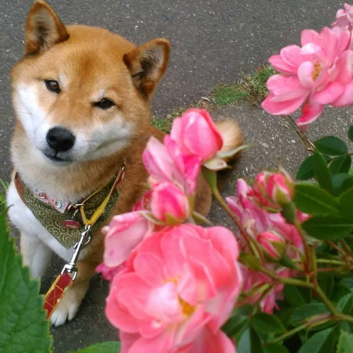 0defc3cb 9f7d 42a0 aa39 f7868e61135d 1526114226109