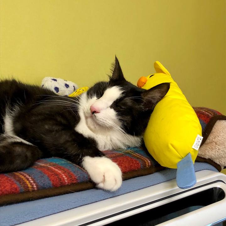 0defca6c c589 428f 9e70 c124a6666ddd 1538373100739