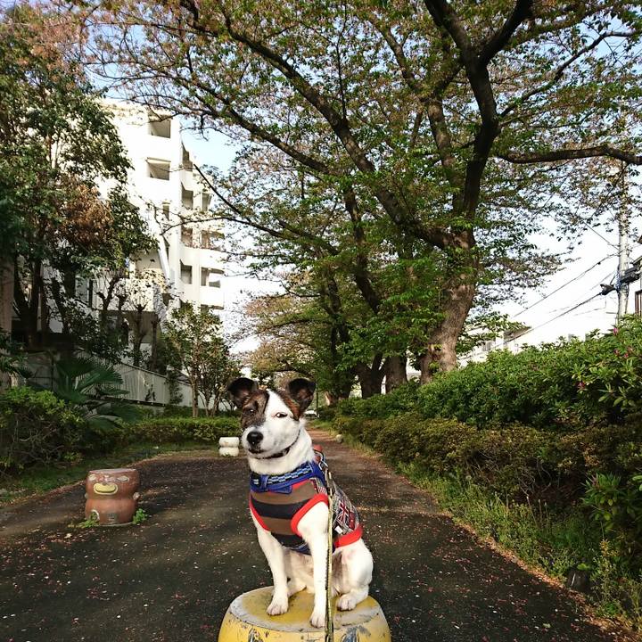 0df8a45a ee25 4dec a045 46e4688eea4f 1522966718348